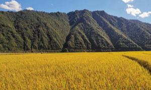 水稻美如画，葫芦套村发展出来的好风景