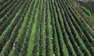 赤松镇：“小葡萄”大能量 铺就乡村振兴致富路