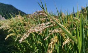 蚂蚁河乡:种优质稻田 绘美丽风景