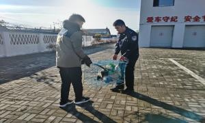 “平头哥”野生獾被困 警民联合施以援手