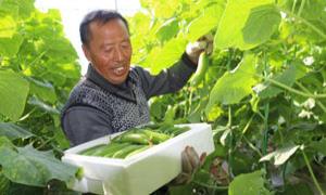 王家庄村：数字技术让大棚种植更智能