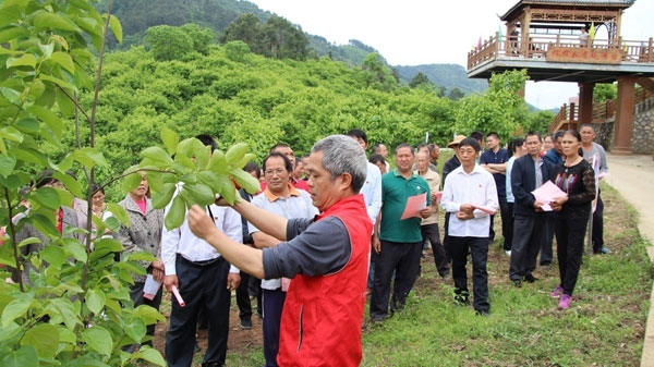 qiaoting2.jpg