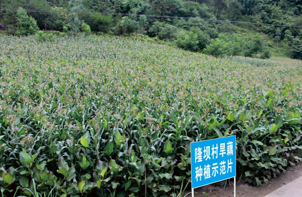chungeng4.jpg