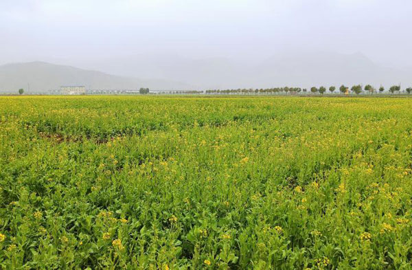 dongbao2.jpg