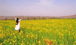 东保村油菜花海如诗如画