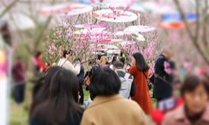 湖北建始：罗家坝的桃花开好了！
