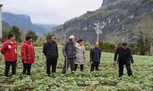 红土乡：“党建+产业”激发乡村振兴新动力