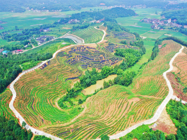 chuncha1.jpg