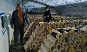 调整农业产业结构 助力乡村全面振兴