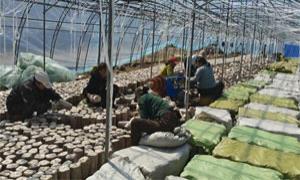 黑木耳撑起乡村振兴“致富伞”