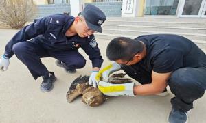 乌拉特中旗边境管理大队成功救助国家一级保护动物金雕