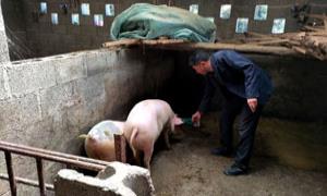 平锦村：大山里畜禽发展“云监管”