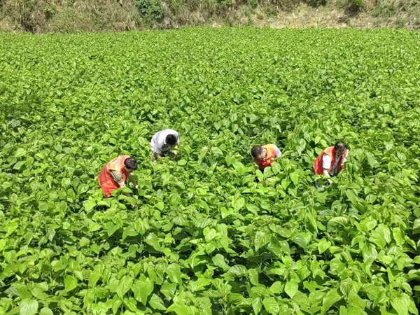 sanhe2.jpg sanhe2.jpg