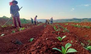 柏树乡：烟苗长势好 烟农管护忙