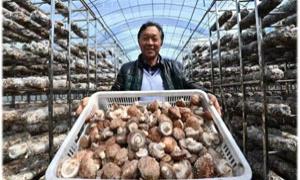 石寨村“小野菜”推动大运营