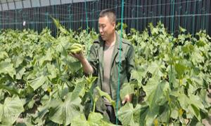 十二道沟镇“智慧大棚”赋能乡村振兴