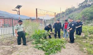 一株不留！片马边境派出所铲除大麻36株