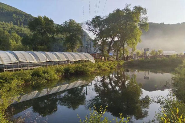 shier1.jpg shier1.jpg