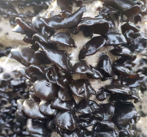 shier3.jpg shier3.jpg