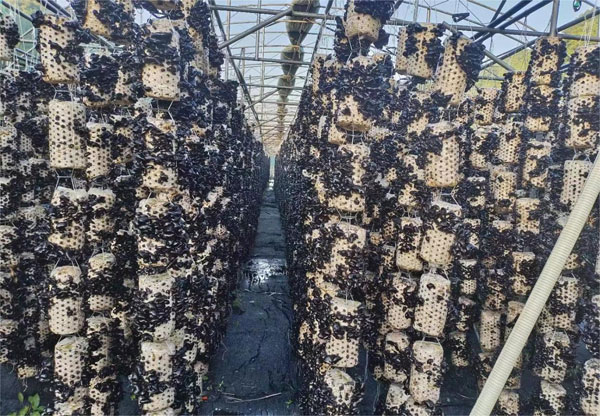 shier2.jpg shier2.jpg