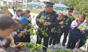 铲除野生大麻5万余株 清除源头“毒”害