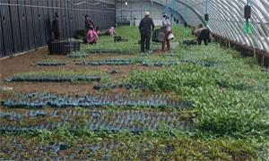 下二股流村特色种植为乡村振兴锦上添“花”