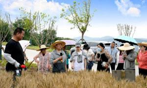 阳城县：科技助推小麦生产 农民享受科技红利