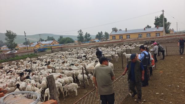 民警帮助群众找回“出逃”的羊群 (2).jpg