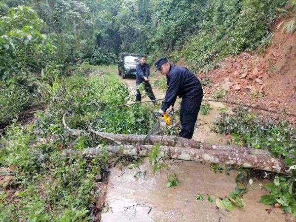 狂风暴雨中大树轰然倒塌  边境民警快速反应清理路障 (2).jpg