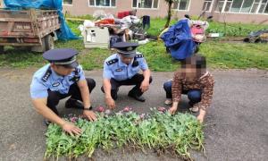 村民把“罂粟”当花种院中 民警上门排查发现全铲除