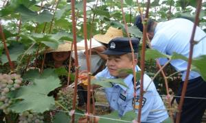 夏季瓜果丰收时 助农采摘“警”相随