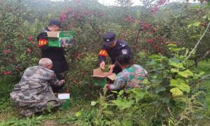 民警助农采摘忙 保驾护航“警”相随