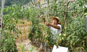 山西红岭村：运营“开心农场” 巧将黄土变“黄金”