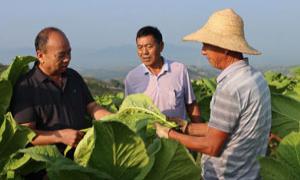 柏树乡：烤烟大田采收培训 助力烟农增收致富