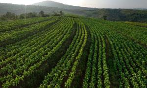 柏树乡：飘香“金叶子” 鼓起“钱袋子”