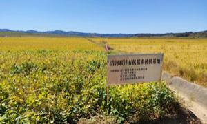 上清河村：黑土地上稻米香 新技术兴产业旺