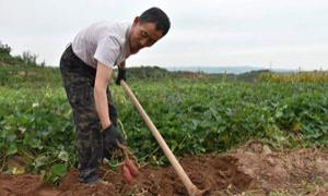 甘井村：红薯小产业带来“大曙光”