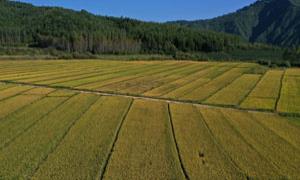 长白县十二道沟镇：稻谷飘香 丰收在望