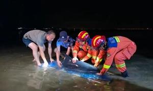 海豚搁浅沙滩 多部门合力施救