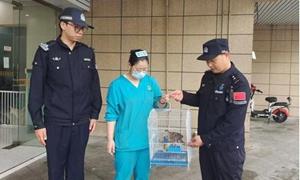 一只国家二级保护动物在镇海港区获救
