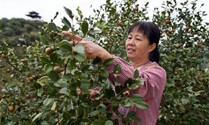 斗江镇：万亩油茶采摘忙 
