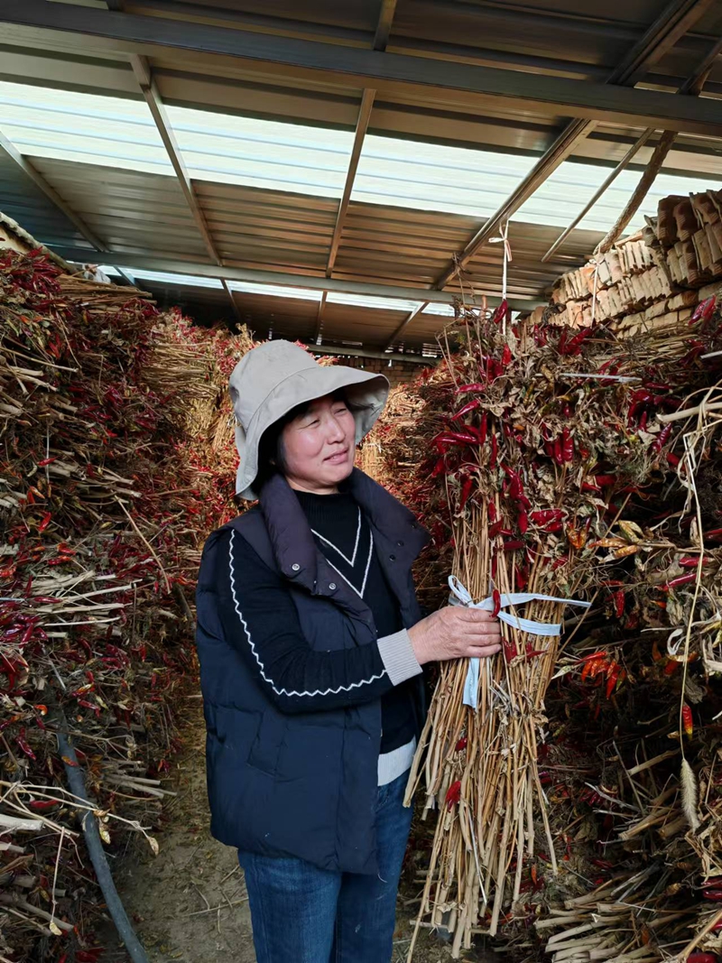 热“辣”十足,西司家村奏响丰收“椒”响曲 (1).jpg 热“辣”十足,西司家村奏响丰收“椒”响曲 (1).jpg