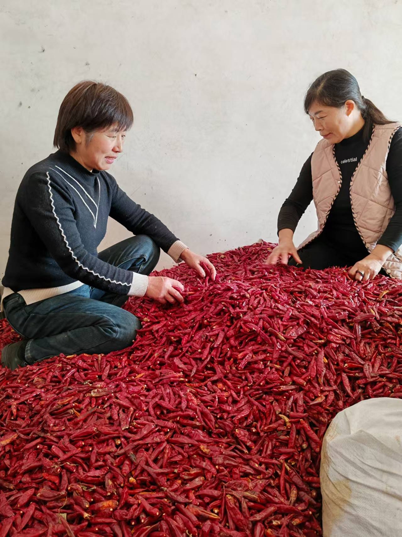 司栓红和姐妹们(图中左一)把精挑细选的优质辣椒送往商超.jpg 司栓红和姐妹们(图中左一)把精挑细选的优质辣椒送往商超.jpg