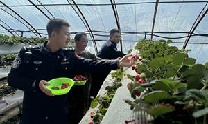 温室大棚冬日暖 草莓成熟采摘忙