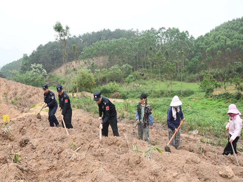 北山边境派出所民警与寨安乡下店村边民群众许阿姨户一起携手春耕春种甘蔗 (2).JPG