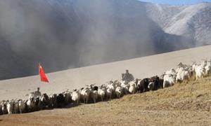 移民管理警察护航牧民转场路