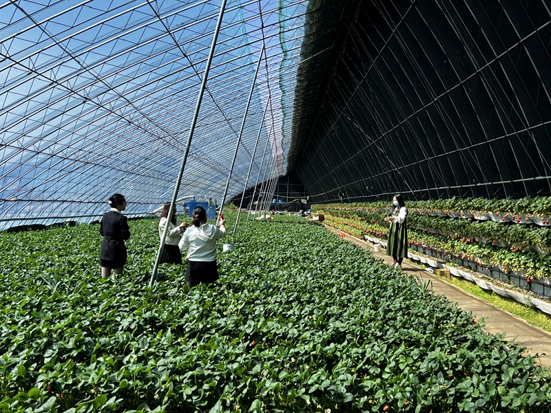 游客采摘 孟捷摄.jpg 游客采摘 孟捷摄.jpg