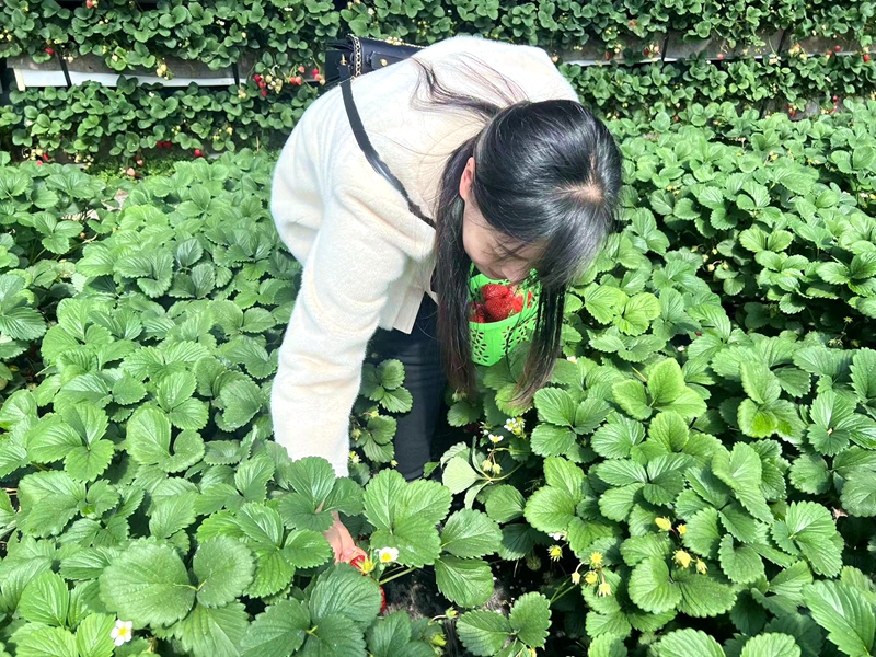游客采摘草莓 马近淇摄4.jpg 游客采摘草莓 马近淇摄4.jpg