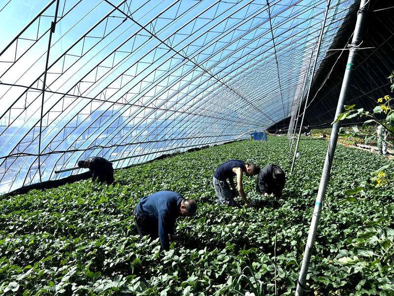 东光村村民进行劳作 孟捷摄.jpg 东光村村民进行劳作 孟捷摄.jpg