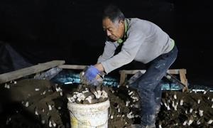 东岗镇:羊肚菌撑起“致富伞” 新产业种出好“丰”景